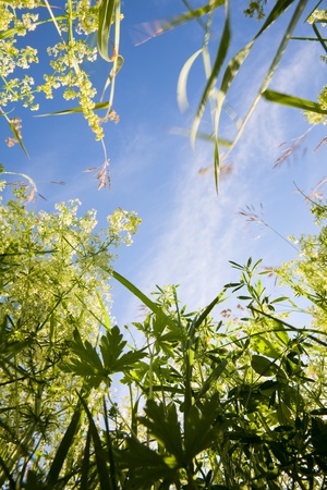 Grass on a meadow and beams of the morning sunの写真素材