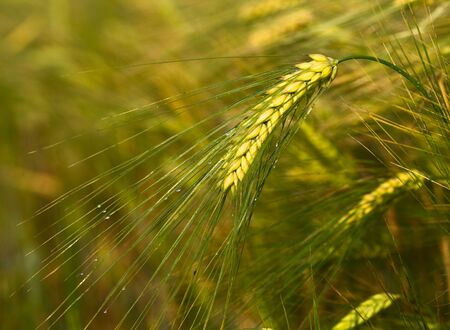 Wheat close-upの写真素材