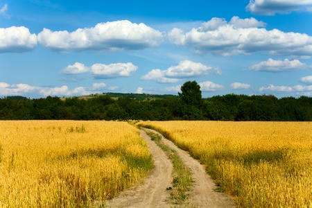 Country road through the wheaten fieldの写真素材