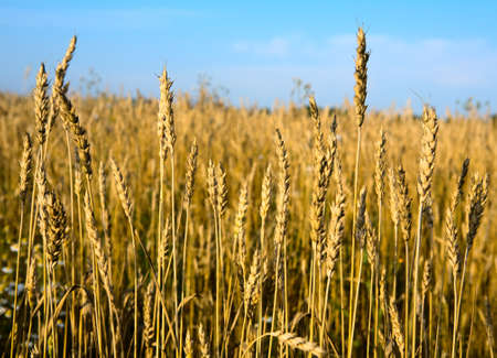 Wheaten field in a sunny dayの写真素材
