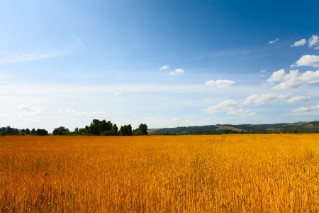 wheaten field and cloudy skyの写真素材