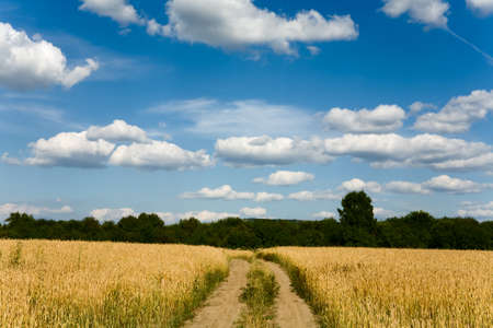 Country road through the wheaten fieldの写真素材