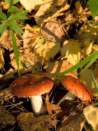 mushroomsの写真素材