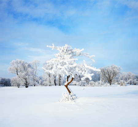 Winter landscape  Cold winter eveningの写真素材