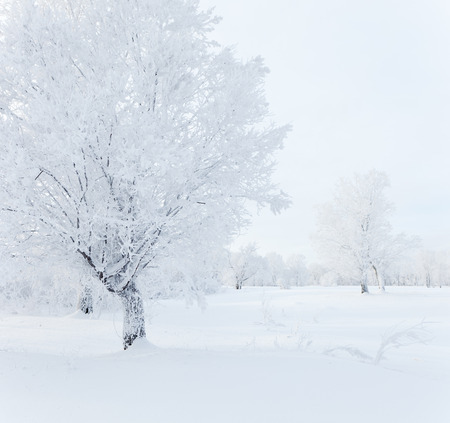 Winter landscape  Cold winter morningの写真素材
