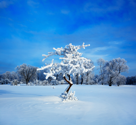 Winter landscape. Cold winter eveningの写真素材