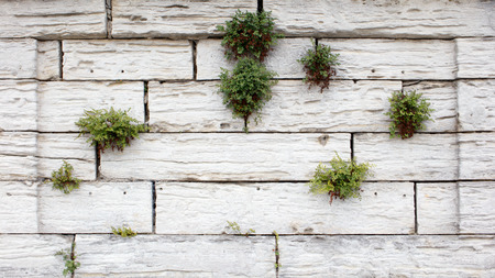Old White Stone Wall Closeup.