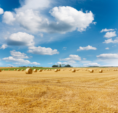 Yellow golden straw bales of hay in the stubble field, summer landscape under a blue sky with cloudsの写真素材