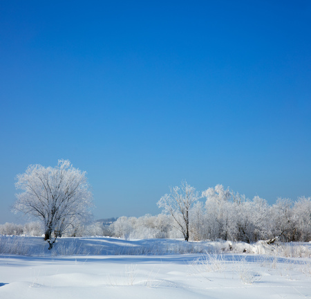 Winter landscape.の写真素材