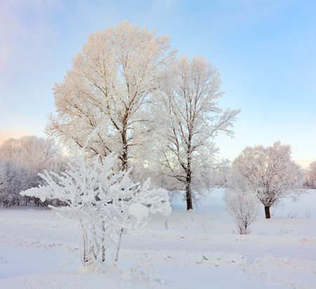 Winter landscape. Cold day.の写真素材