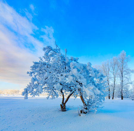 Winter landscape. Cold day.の写真素材