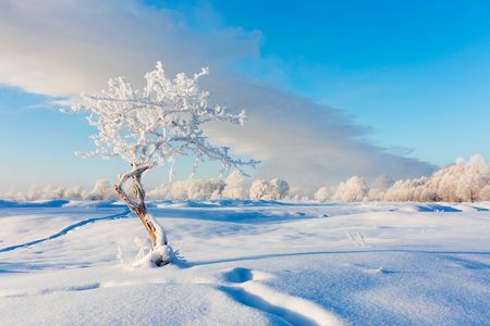 Winter landscape. Cold day.の写真素材