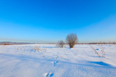 Winter landscape. Cold day.の写真素材