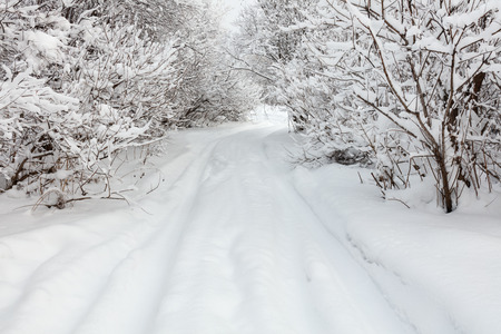 Winter landscape. Cold day.の写真素材