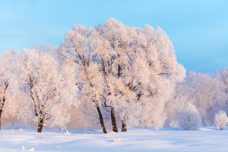 Winter landscape. Cold day.の写真素材