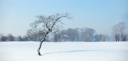 Winter landscape. Cold day.の写真素材