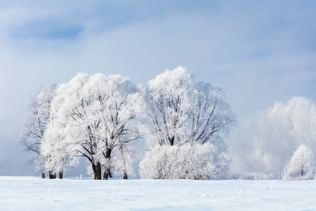 Winter landscape. Cold day.の写真素材
