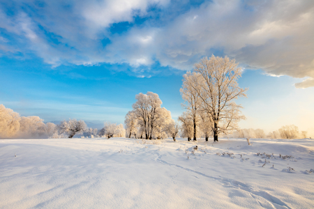 Winter landscape. Cold day.の写真素材
