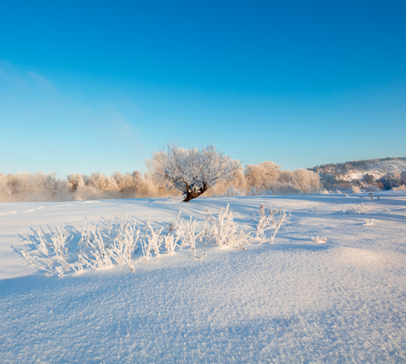 Winter landscape. Cold day.の写真素材