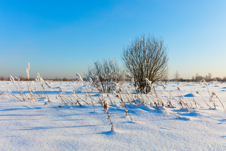 Winter landscape. Cold day.の写真素材