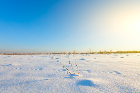 Winter landscape. Cold day.の写真素材