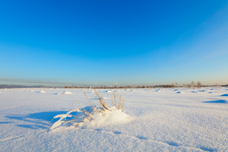 Winter landscape. Cold day.の写真素材