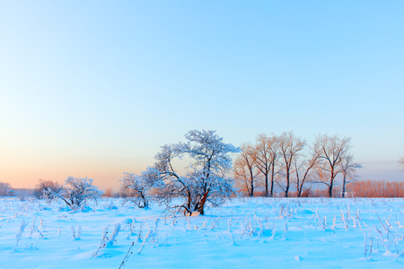 Winter landscape. Cold day.の写真素材