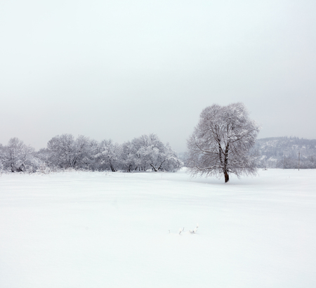 Winter landscape. Cold day.の写真素材