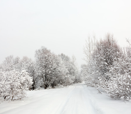 Winter landscape. Cold day.の写真素材