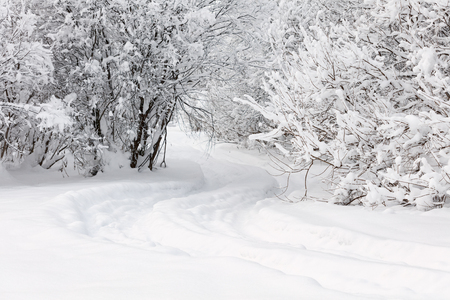 Winter landscape. Cold day.の写真素材