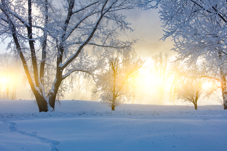 Winter landscape. Cold day.の写真素材