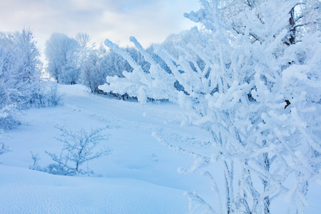 Winter landscape. Cold day.の写真素材
