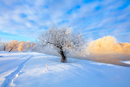 Winter landscape of trees and river in a foggy morning. Frost and cold and sunshine.の写真素材