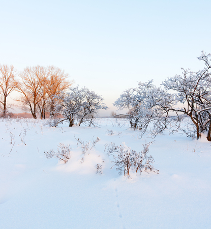 Winter landscape. Cold day.の写真素材