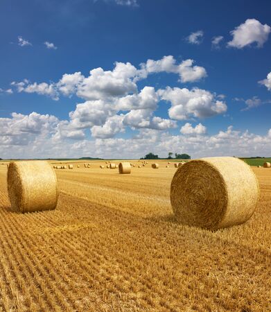 Yellow golden straw bales of hay in the stubble field, agricultural field under a blue sky with cloudsの写真素材