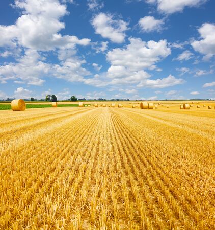 Yellow golden straw bales of hay in the stubble field, agricultural field under a blue sky with cloudsの写真素材