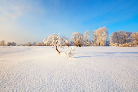 Winter landscape. Cold day.の写真素材