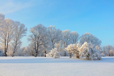 Winter landscape. Cold day.の写真素材