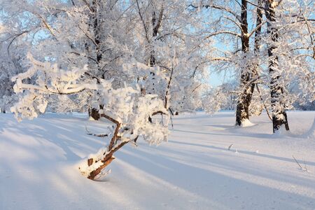 Winter landscape. Cold day.の写真素材