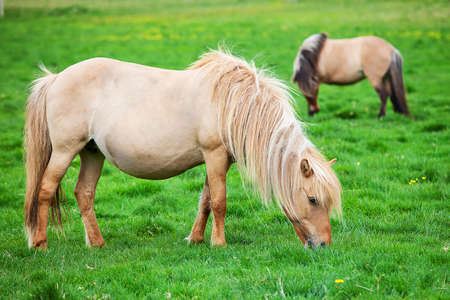 Icelandic beautiful horses graze on a green meadowの写真素材