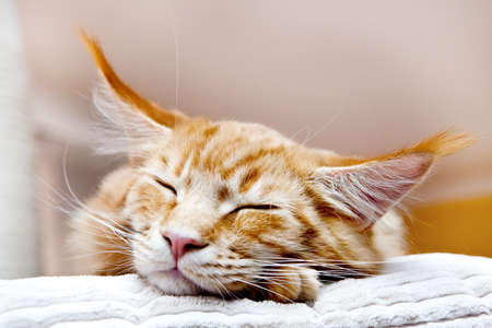 Maine Coon Kitten Slipping on scratching postの写真素材