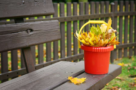 Bright and colorful fall leaves in a plastic bucket standing on the benchの写真素材