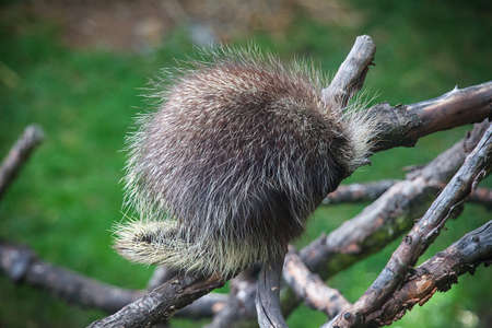 North American Porcupine, Erethizon dorsatum, also known as Canadian Porcupine or Common Porcupine sleeping on the tree in Prague Zooの写真素材