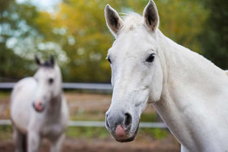 Portrait of purebred white horse on background of blurred second horseの写真素材