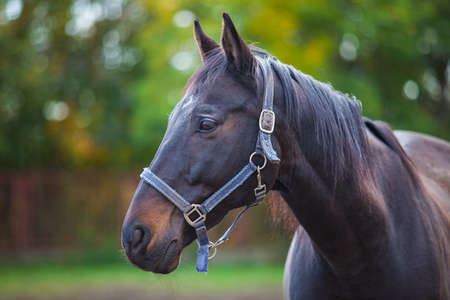 Portrait of purebred white horse in arena