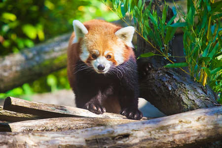 Portrait of a cute Red Panda, an endangered species from the Himalayas