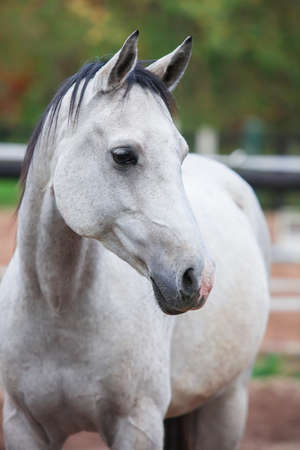 Portrait of purebred white horse in arenaの写真素材