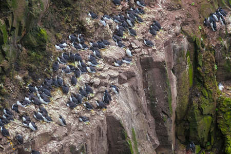 Colony of cormorants on the nests , Iceland cliffの写真素材