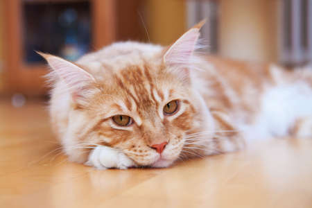Red Maine Coon Kitten lying on the floorの写真素材