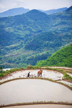 Asian farmer working with his buffalo on terraced rice field in Chinaの写真素材